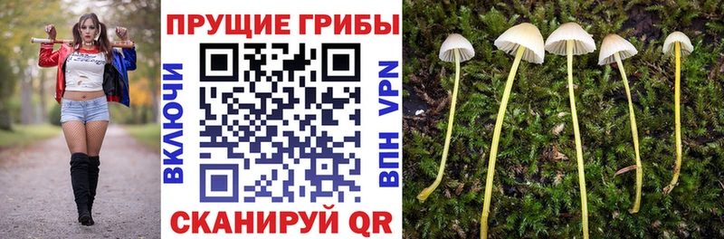 hydra ссылки  Аргун  Галлюциногенные грибы Cubensis 